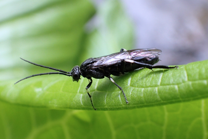 Genus Nematus (Willow Sawflies)
