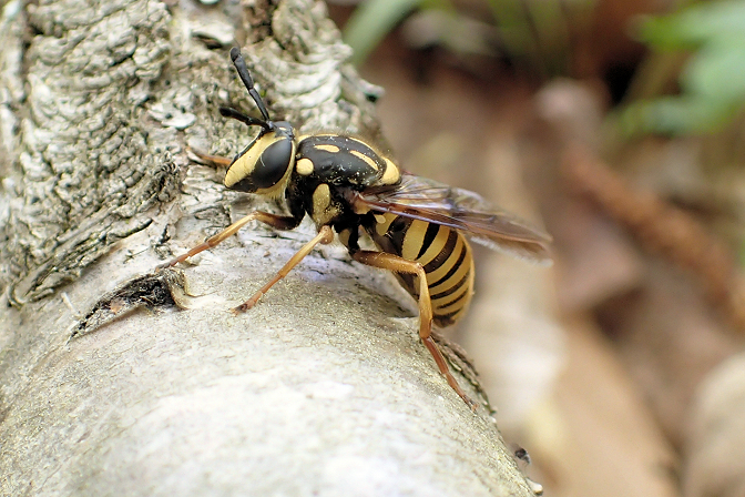 Sphecomyia vittata (Long-horned Yellowjacket Fly)