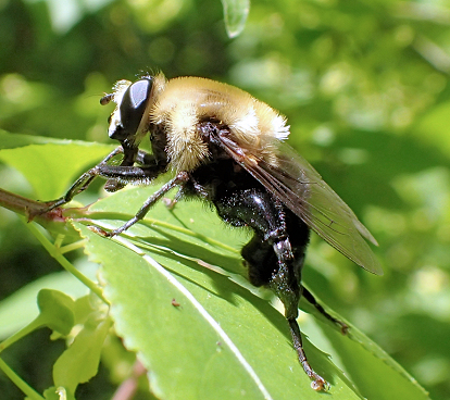 Mallota bautias (Bare-eyed Mimic Fly)