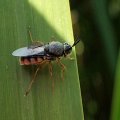 Odontomyia profuscata