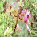 Libellula semifasciata