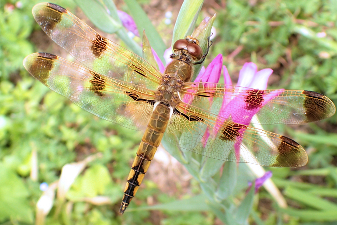Libellula semifasciata (Painted Skimmer)