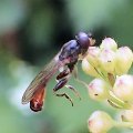 Sphegina