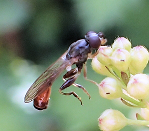 Genus Sphegina (Pufftails)