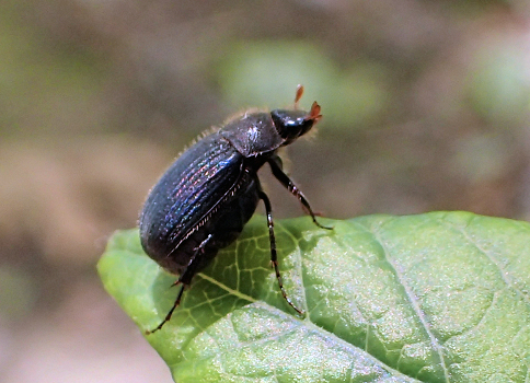 Genus Serica