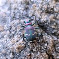 Cicindela limbalis
