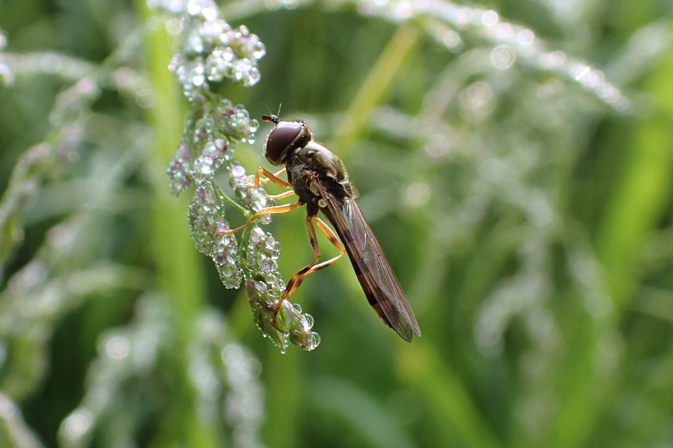 Genus Platycheirus (Sedgesitters)