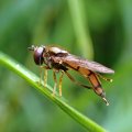 Platycheirus