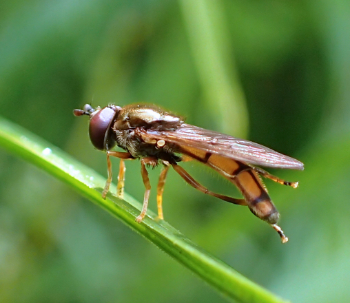 Genus Platycheirus (Sedgesitters)
