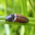 Corymbitodes tarsalis
