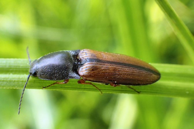 Corymbitodes tarsalis (Black-footed Click Beetle)