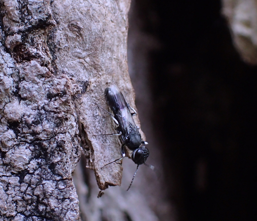 Genus Orussus