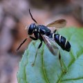 Temnostoma