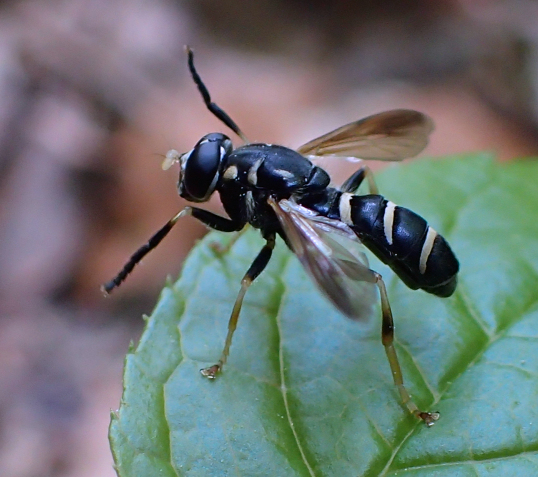 Genus Temnostoma (Falsehorn Flies)