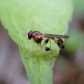 Sphegina