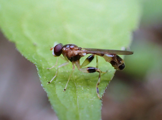 Genus Sphegina (Pufftails)