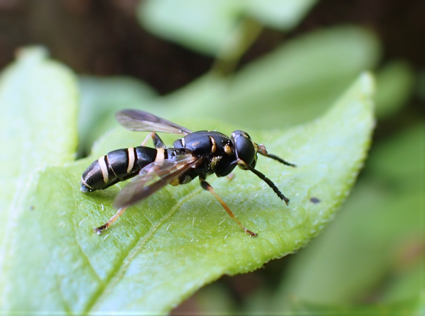 Genus Temnostoma (Falsehorn Flies)