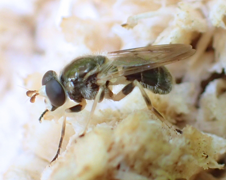 Blera pictipes (Painted Wood Fly)