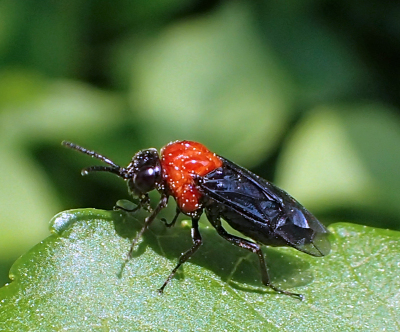 Tethida barda (Black-headed Ash Sawfly)