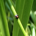 Scirtes orbiculatus