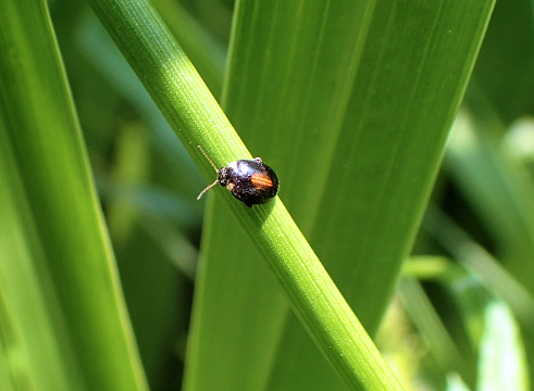 Scirtes orbiculatus (Red-sutured Marsh Beetle)