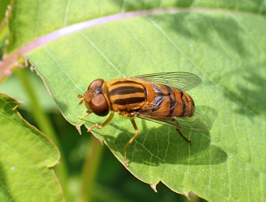 Genus Parhelophilus (Bog Flies)