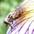 Eurimyia stipata