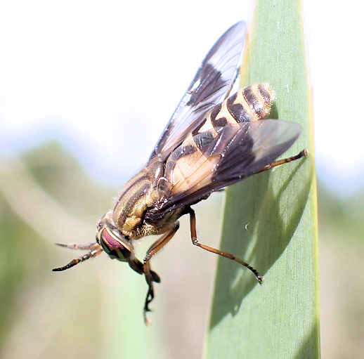 Family Tabanidae (Horse and Deer Flies)