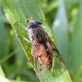 Tabanidae