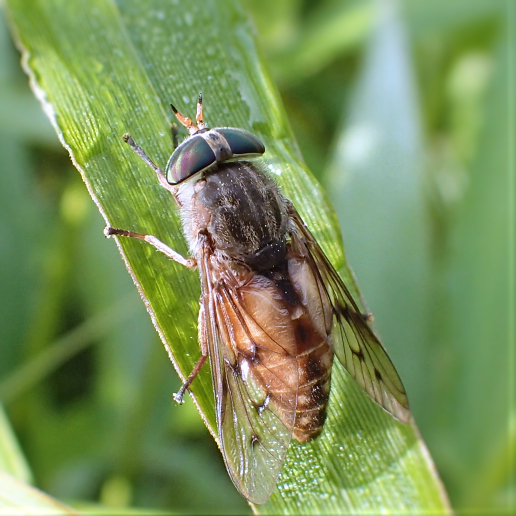 Family Tabanidae (Horse and Deer Flies)