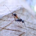 Pristaulacus