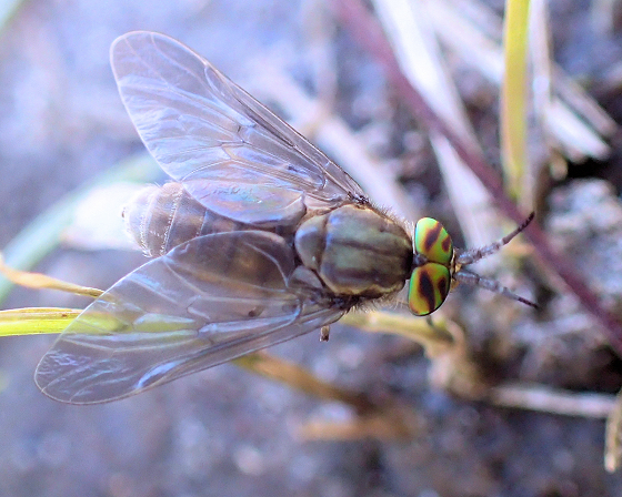 Family Tabanidae (Horse and Deer Flies)