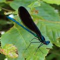 Calopteryx maculata