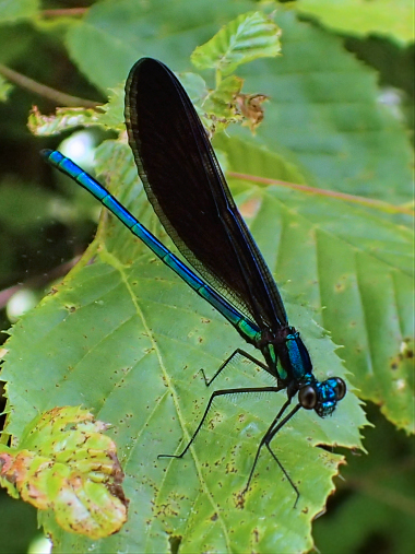 Calopteryx maculata (Ebony Jewelwing)