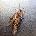 Tabanidae