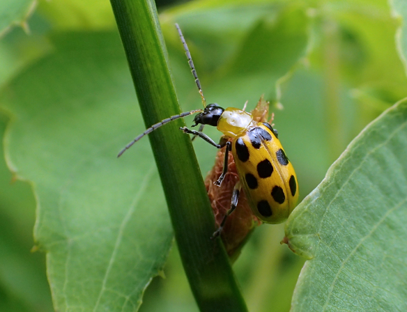 Diabrotica undecimpunctata (Spotted Cucumber Beetle)