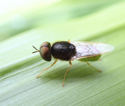 Genus Odontomyia