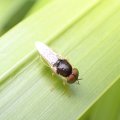 Odontomyia