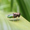 Odontomyia