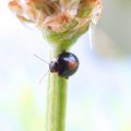 Scirtes orbiculatus