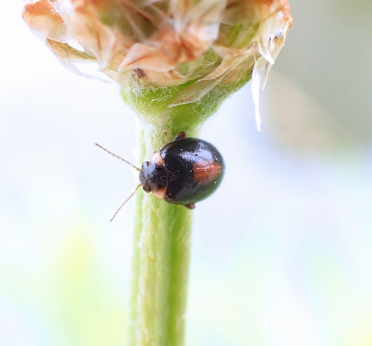 Scirtes orbiculatus (Red-sutured Marsh Beetle)