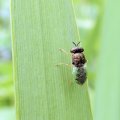 Odontomyia