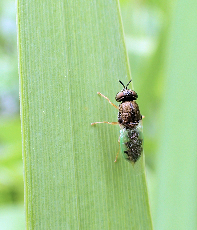 Genus Odontomyia