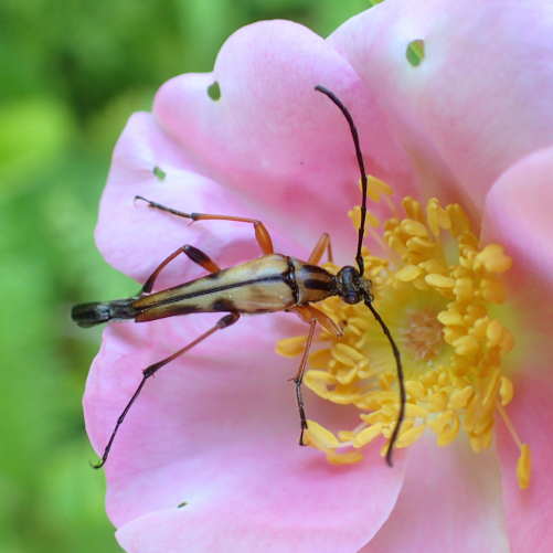 Strangalia famelica (Slender Flower Longhorn Beetle)