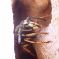 Vespula
