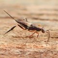 Metapelma spectabilis