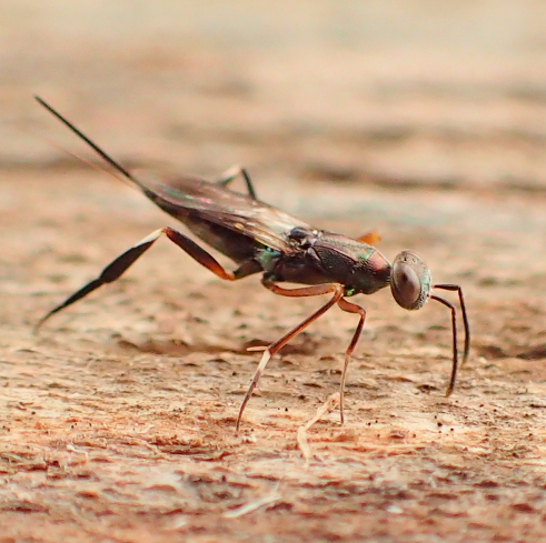 Metapelma spectabilis