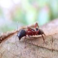 Cyrtophorus verrucosus