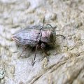 Chrysobothris femorata