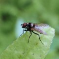 Anthomyia oculifera